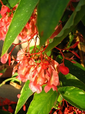 BEGONIA Tamaya Orange Cane